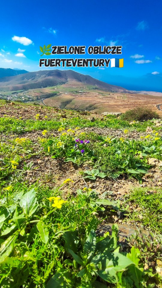 Fuerteventura po deszczach wygląda jak inna wyspa 🌿 Góry przy Betancurii pokryły się soczystą roślinnością, a zbocza zachwycają kolorami kwiatów.Ten widok pojawia się niezwykle rzadko, dlatego warto wyruszyć teraz, zanim krajobraz znów stanie się pustynny. Panorama z punktów widokowych na szczytach naprawdę zapiera dech. Vallebron również zachwyca świeżością natury.• wyjątkowa chwila
• żywe barwy
• Fuerteventura
• Zielona Fuerteventura
• Wyspy Kanaryjskie
• niespodziewana metamorfoza#Fuerteventura #Betancuria #WyspyKanaryjskie #Vallebron #TravelReel